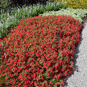 Supertunia Mini Vista Scarlet Petunia PW