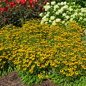 American Gold Rush Coneflower (Rudbeckia)