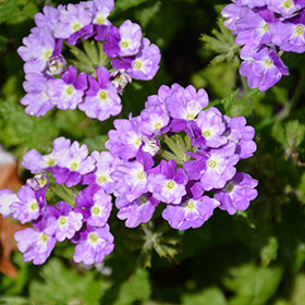 Superbena Sparkling Amethyst Verbena PW