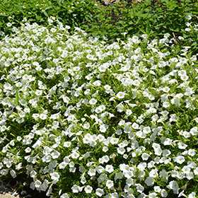 Supertunia Vista Snowdrift Petunia PW
