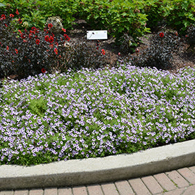 Supertunia Mini Vista Violet Petunia PW