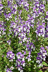 Alonia Big Bicolor Purple Angelonia
