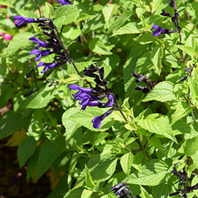 Hummingbird Falls Sage (Salvia)
