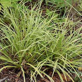 EverColor Everglow Sedge (Carex)