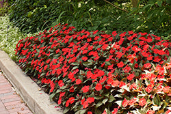 SunPatiens Compact Deep Red Impatiens