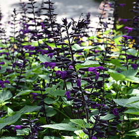Rockin' Deep Purple Sage PW (Salvia)
