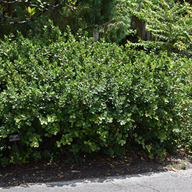 Green Island Ficus