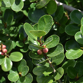 Green Island Ficus