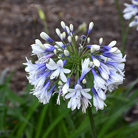 Indigo Frost Agapanthus
