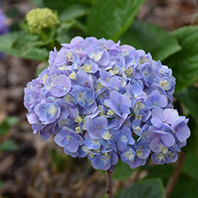 Dear Dolores Hydrangea
