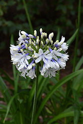 Ever Twilight Agapanthus