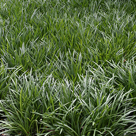 Super Blue Lily Turf (Liriope)