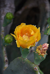 Barbary Fig Cactus (Opuntia Ficus)