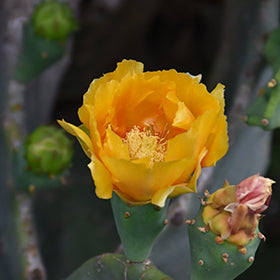 Barbary Fig Cactus (Opuntia Ficus)