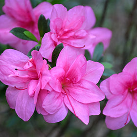 Perfecto Mundo Double Dark Pink Reblooming Azalea