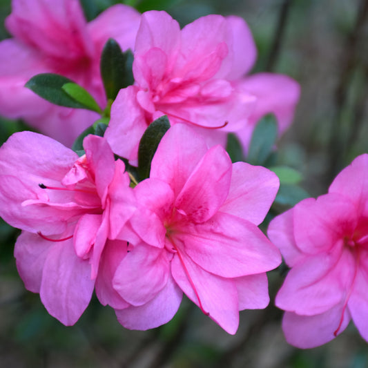 Perfecto Mundo Epic Pink Azalea