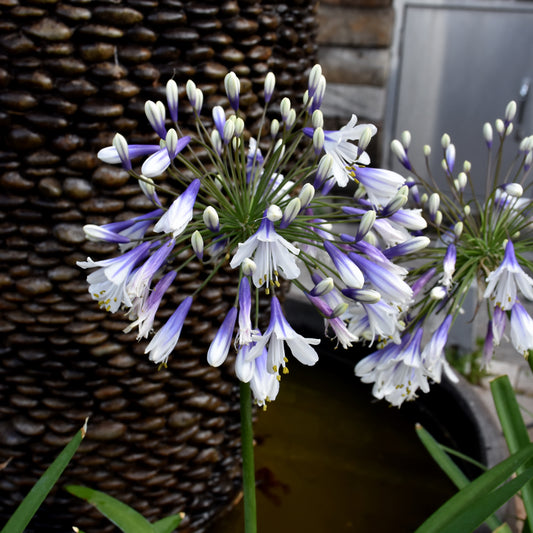 Ever Twilight Agapanthus