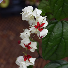 Bleeding Heart Vine (Clerodendrum)