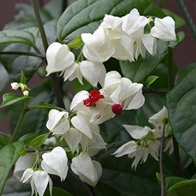 Bleeding Heart Vine (Clerodendrum)