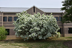 China Snow Chinese Fringetree (Chionanthus)