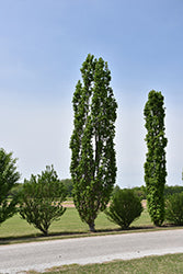 Arnold Tuliptree (Lirodendron)