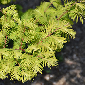 Amber Glow Dawn Redwood