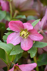 Rosemary Hellebore