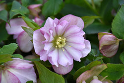 Wedding Party Flower Girl Hellebore