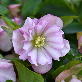 Wedding Party Flower Girl Hellebore