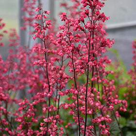 Paris Coral Bells (Heuchera)