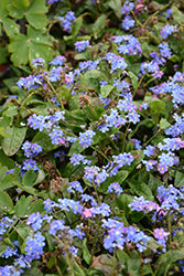 Victoria Blue Forget Me Not (Myosotis)