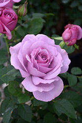 Love Song Rose