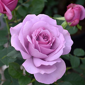 Love Song Rose