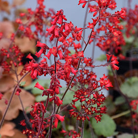 Ruby Bells Coral Bells (Heuchera)