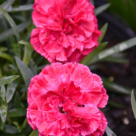 Raspberry Ruffles Pinks PW (Dianthus)