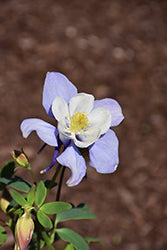 Earlybird Blue and White Columbine (Aquilegia)