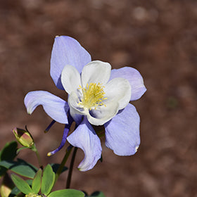 Earlybird Blue and White Columbine (Aquilegia)