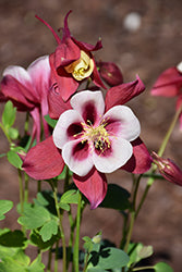 Earlybird Red and White Columbine (Aquilegia)