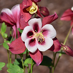 Earlybird Red and White Columbine (Aquilegia)