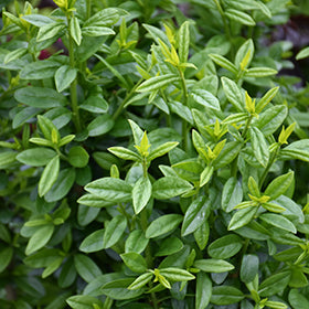Straight Talk Privet (Ligustrum)