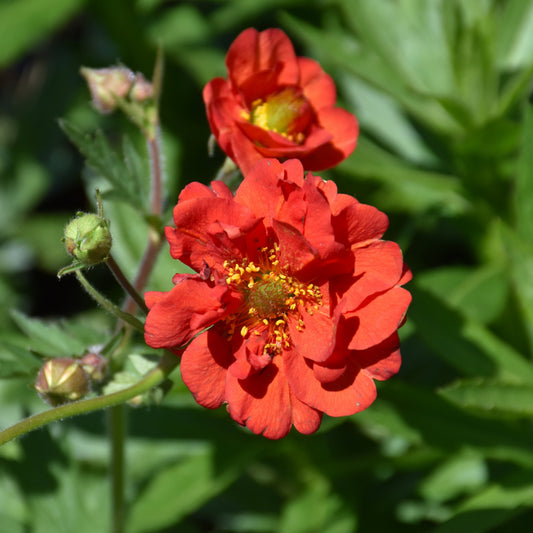 Blazing Sunset Avens (Geum)