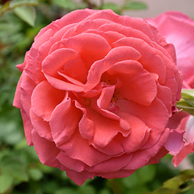 America Rose