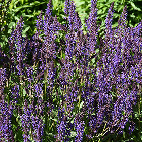 Blue By You Meadow Sage (Salvia)