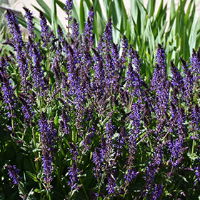 Violet Riot Sage PW (Salvia)