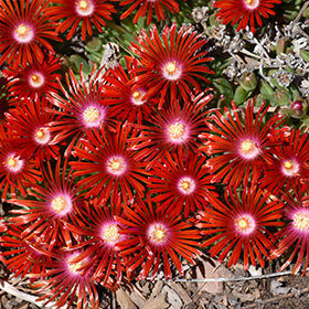 Red Mountain Ice Plant (Delosperma)