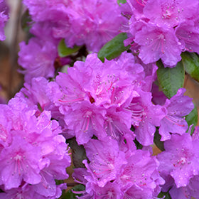 Black Hat Rhododendron