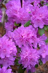 Black Hat Rhododendron
