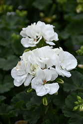 Fantasia White Geranium
