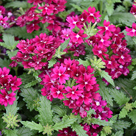 Beats Series Verbena