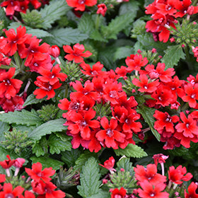 Beats Series Verbena